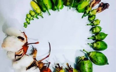 240950774_392280882461362_8052986644192195808_n