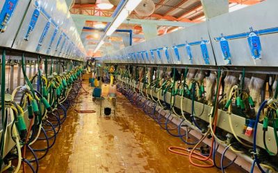 241439648_162329646047276_1880076733074635315_n