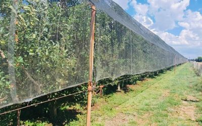 241451784_911079852826503_5944449659030549008_n