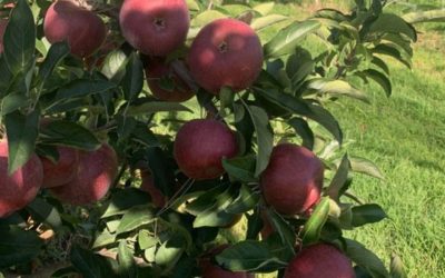 Diseño sin título (2)